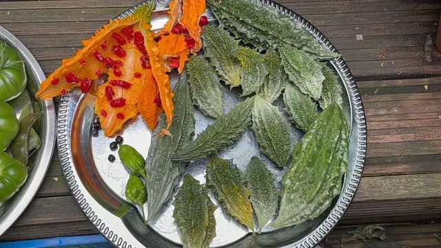 Bangladeshi bitter gourd in my garden uk লন্ডনে আমার গার্ডেন যেন একটুকরো বাংলাদেশ যা আমি অনেক মিস করি #plants #garden #nature #london #likeshareviews 