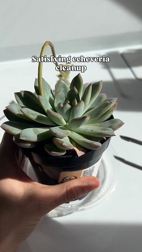 I love these type of videos so I made my own. 😆

#Houseplantcommunity #houseplantsofinstagram #plantsofinstagram #plantschool