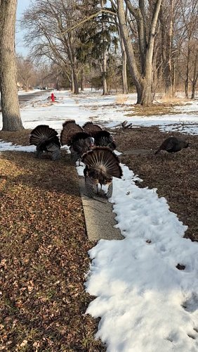 #jiveassturkey #detroitturkeytrot #turkey #amercanog #dogshit