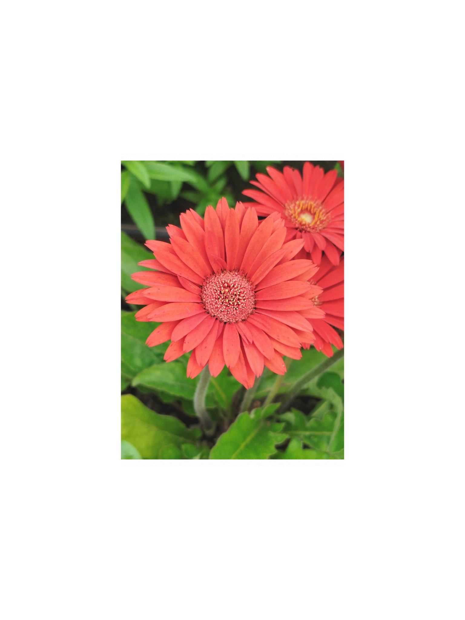 Orange flower product image (1)