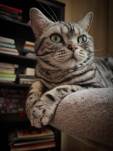 Finn has been acting like he’s the king of the house ever since catching a mouse. All who come before the cat tree must bow t...