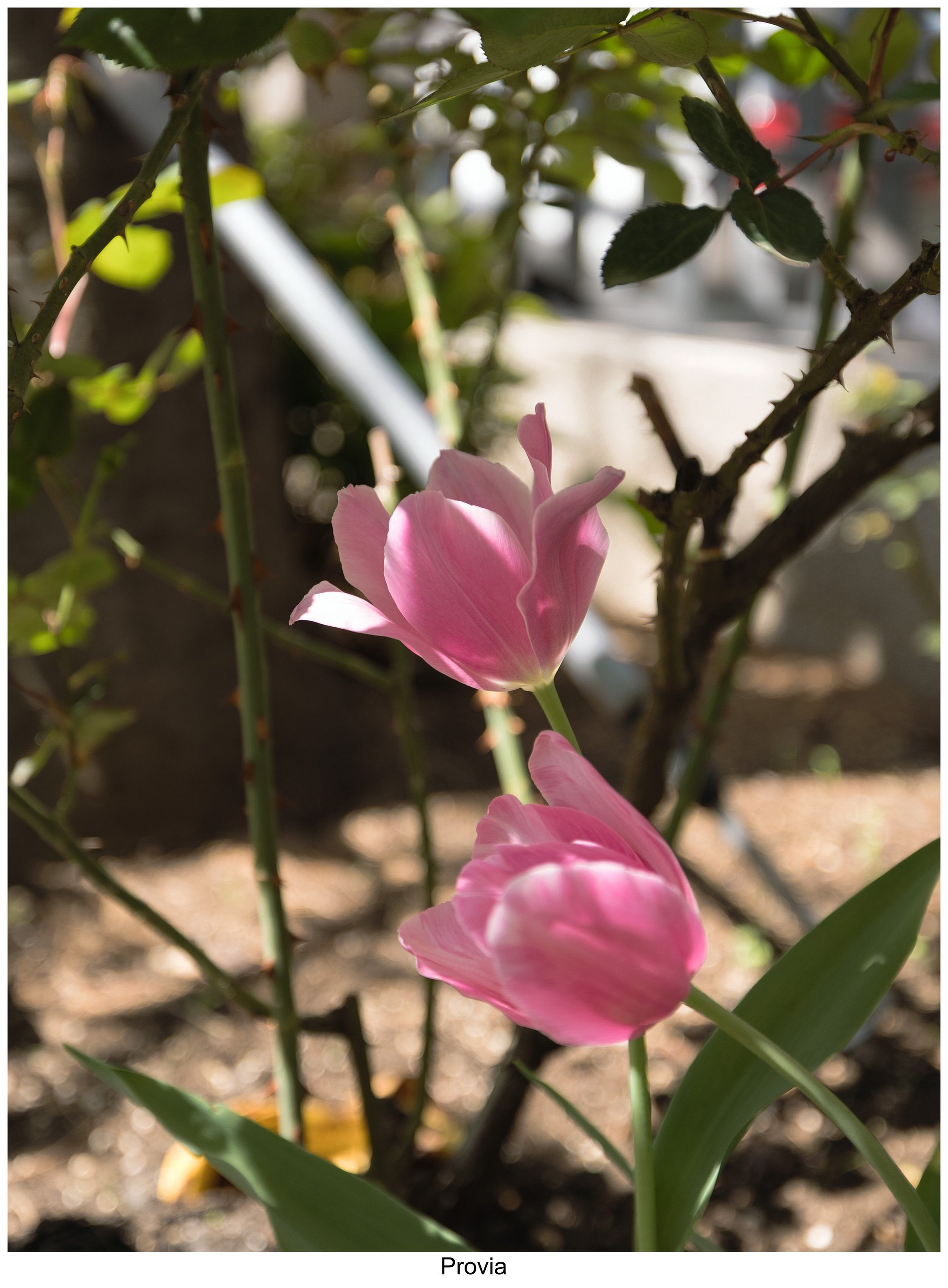 Fujify [Canon] Lightroom Profiles - Complete Pack product image (8)