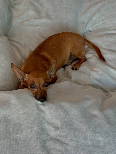 Chiquitin enjoying a newly washed bed. 

Have a lovely day 🤗