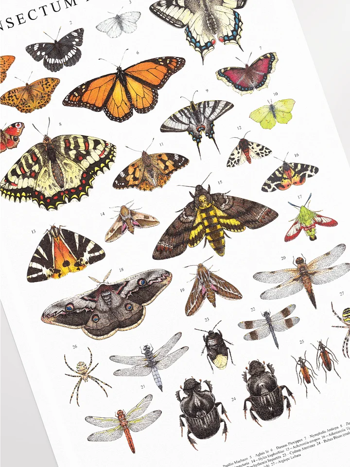 Insectum Abstractus, Whole • Framed Print product image (2)