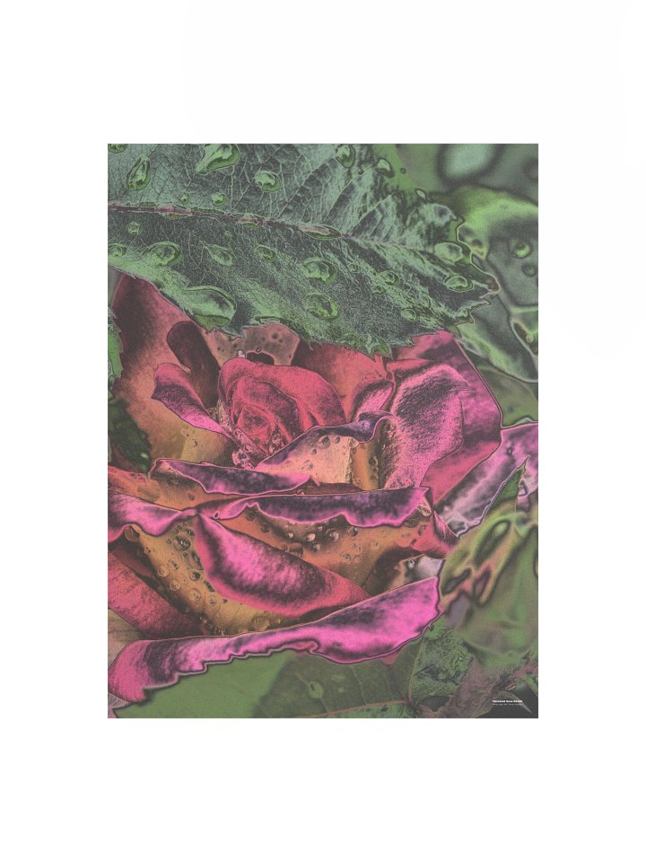 Chromed Rose 64182 Poster product image (2)