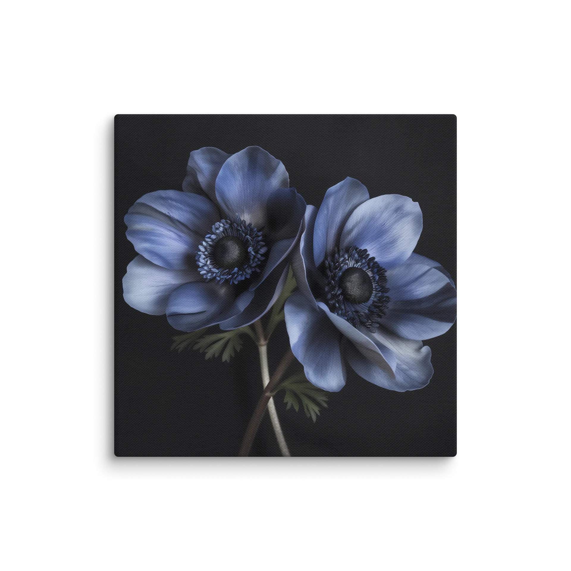 Dual Form | Nocturne Anemone III — Canvas product image (1)