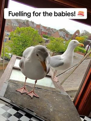 I love watching them become parents every year 🥹 they always do such a good job ❤️ #fyp #foryou #seagull #birds #feedingsteven