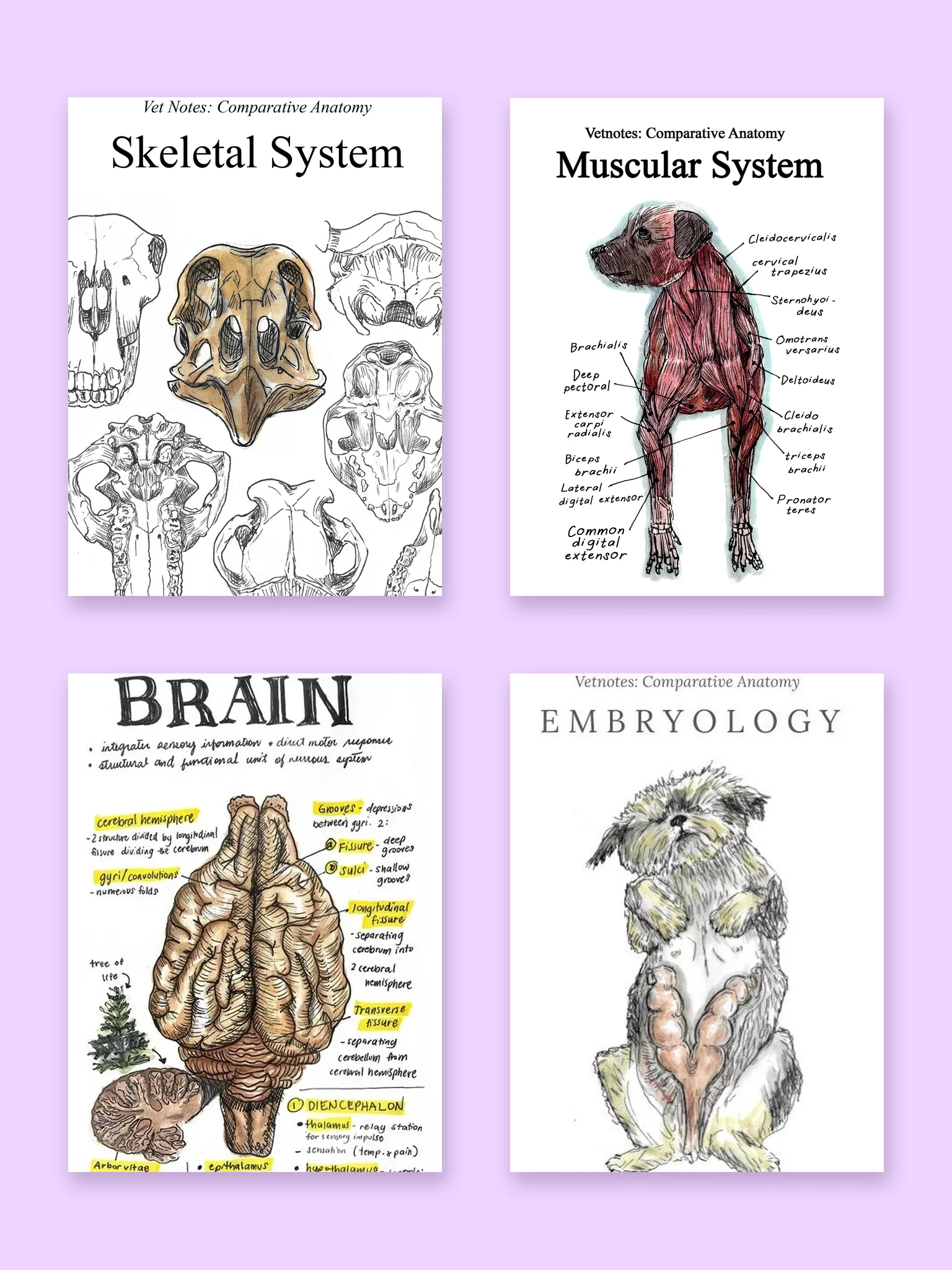Vet Notes Anatomy and Embryology Bundle (PDF Downloads) product image (1)