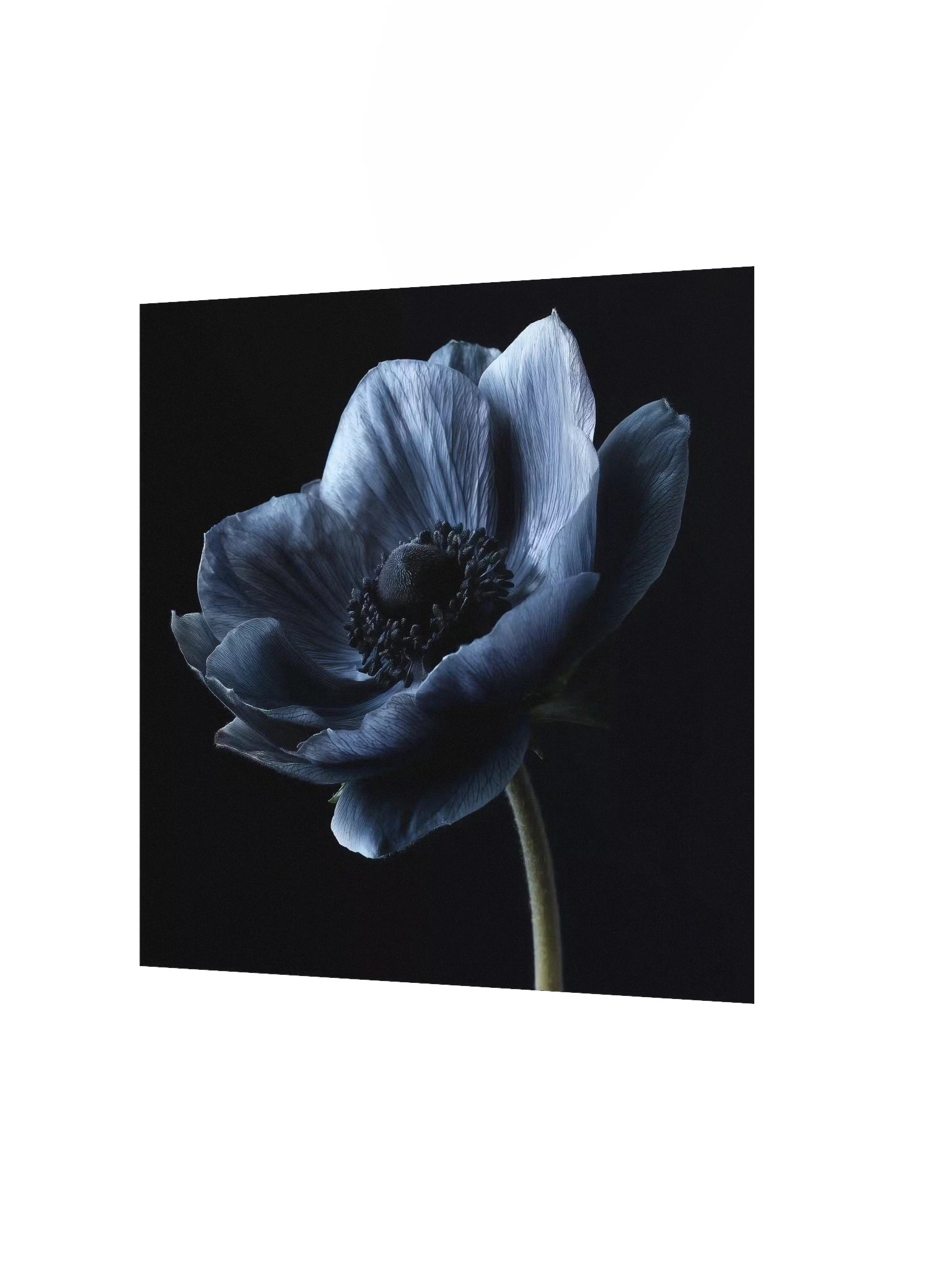 Black Field | Nocturne Anemone IV - Fine Art Print product image (2)