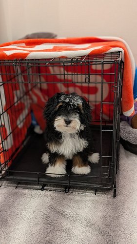 LENI'S GOING HOME 🤍

Leni's successfully completed her Room and Board Potty, Crate and Impulse Control Training Program here ...