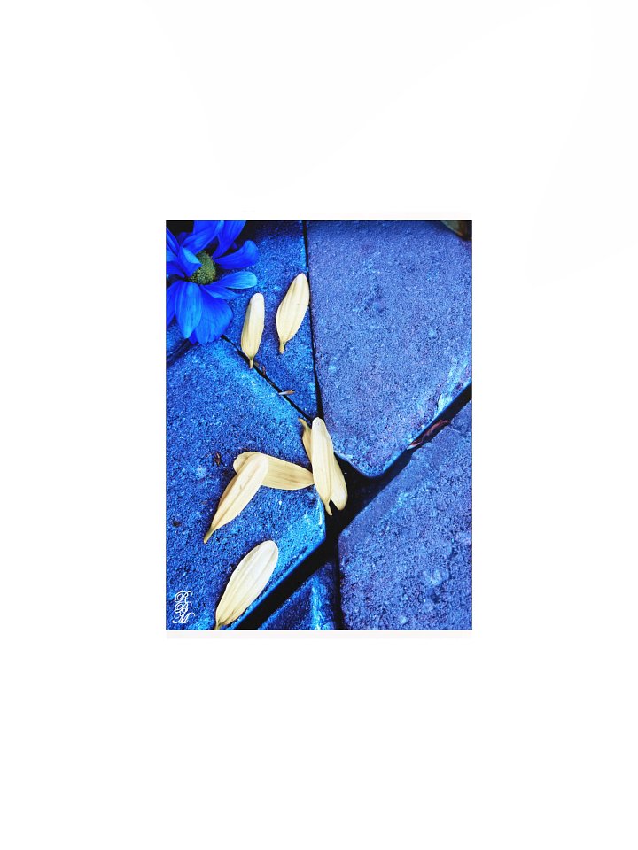 Blue Flower and Yellow Petals product image (1)