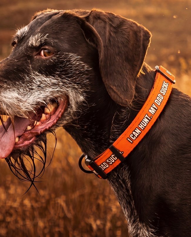 Hunting Dog Collars