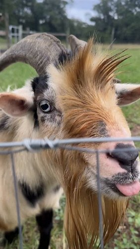 Got a new goat. #goatlife #countryliving #farmlife #sogachaos