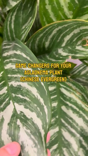 These plants are pretty low maintenance but I stand by these tips! 

Learn all the care, tips, and history of the Aglaonema o...
