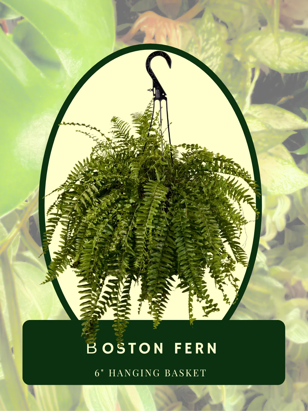 Boston Fern Hanging Basket product image (1)