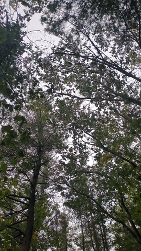 Trees begin their lives in one spot and handle all challenges without the freedom of movement. A storm is barging through thi...