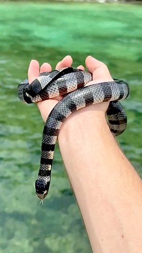 Would you hold this highly venomous Sea Krait? 🐍⚠️ #snake #snakes #seasnake #seakrait #diving #reptiles #venomous #herping #y...