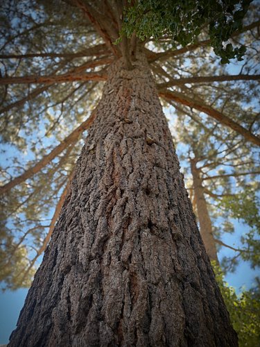 Worth looking up once in a while.

#openrangesocialclub
#afewfindit
#fieldnotes
#easternsierra