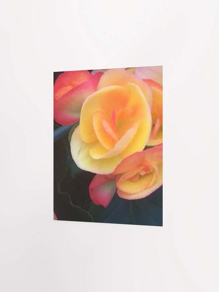 Close- up of Begonias product image (3)