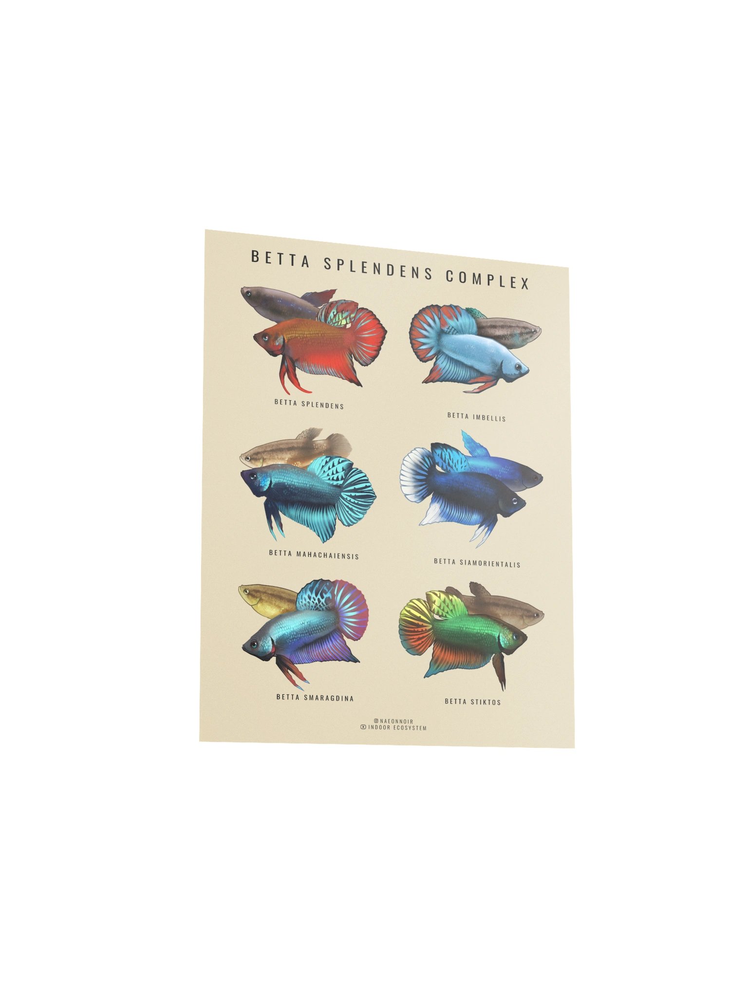 BETTA SPLENDENS COMPLEX POSTER (CREAM) product image (3)