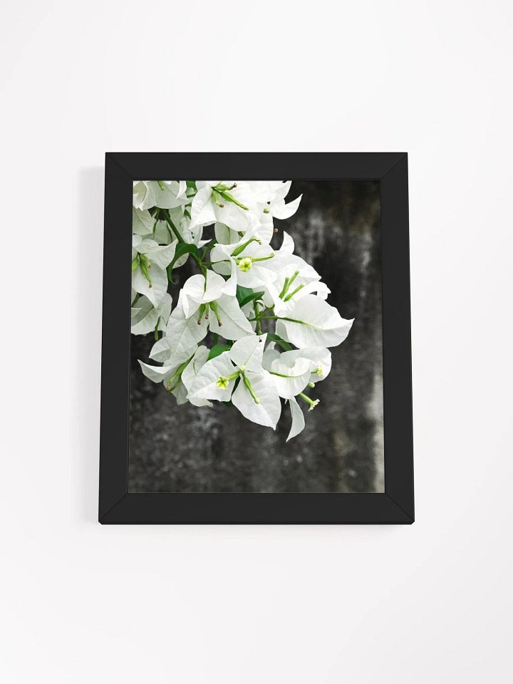 Bougainvillea - Framed art print product image (1)