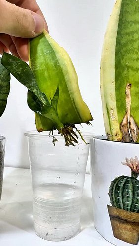 easy one 🪴

Ne parliamo in un nuovo video sul tubo domani 📹

In breve: propagare una Sansevieria è davvero divertente e facil...