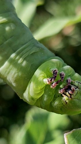 That little notch under a rustic sphinx moth caterpillar's face is not a nose. It's called the labrum, and it works like a gu...