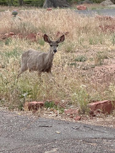 Ohhhhh look!!!!! I walked out a different way tonight and there’s a field full of deer