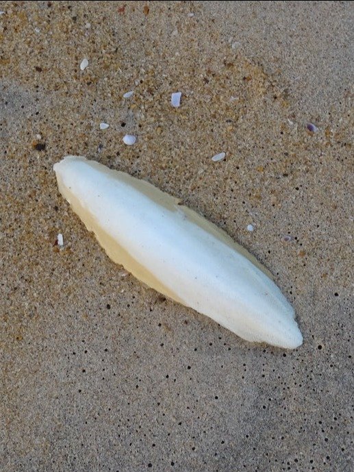 Cuttlebone product image (11)