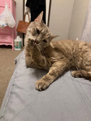 Last week, while at a TNR event, something unusual happened: one of our TNR cats who was scanned for a microchip, actually ha...
