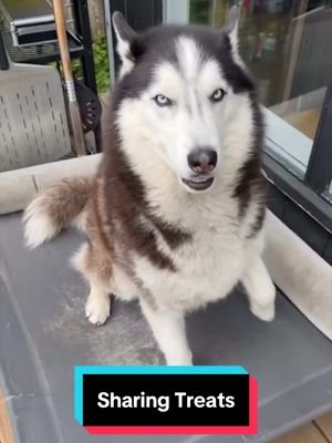 Did you know that crows and wolves have been known to hunt together in the wild? 🐺🐦‍⬛😅 #siberianderpskies #husky #siberianhusky #dogsoftiktok #huskiesoftiktok 