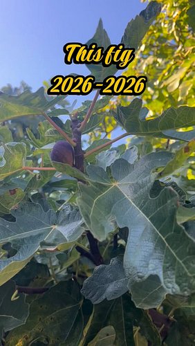 Pour one out for this fig. It was prematurely eaten by a squirrel like so many other figs before. 

Let’s hope that this does...