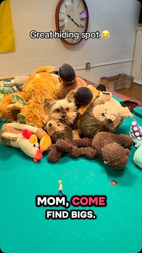 #fyp #dogsofinstagram #yorkielovers #yorkiegram #dogmom