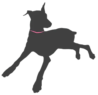 Chica the Doberman
