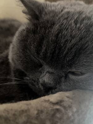 Soft purrs #cats #britishshorthair #purrasmr #catsoftiktok #HaruTheRound 
