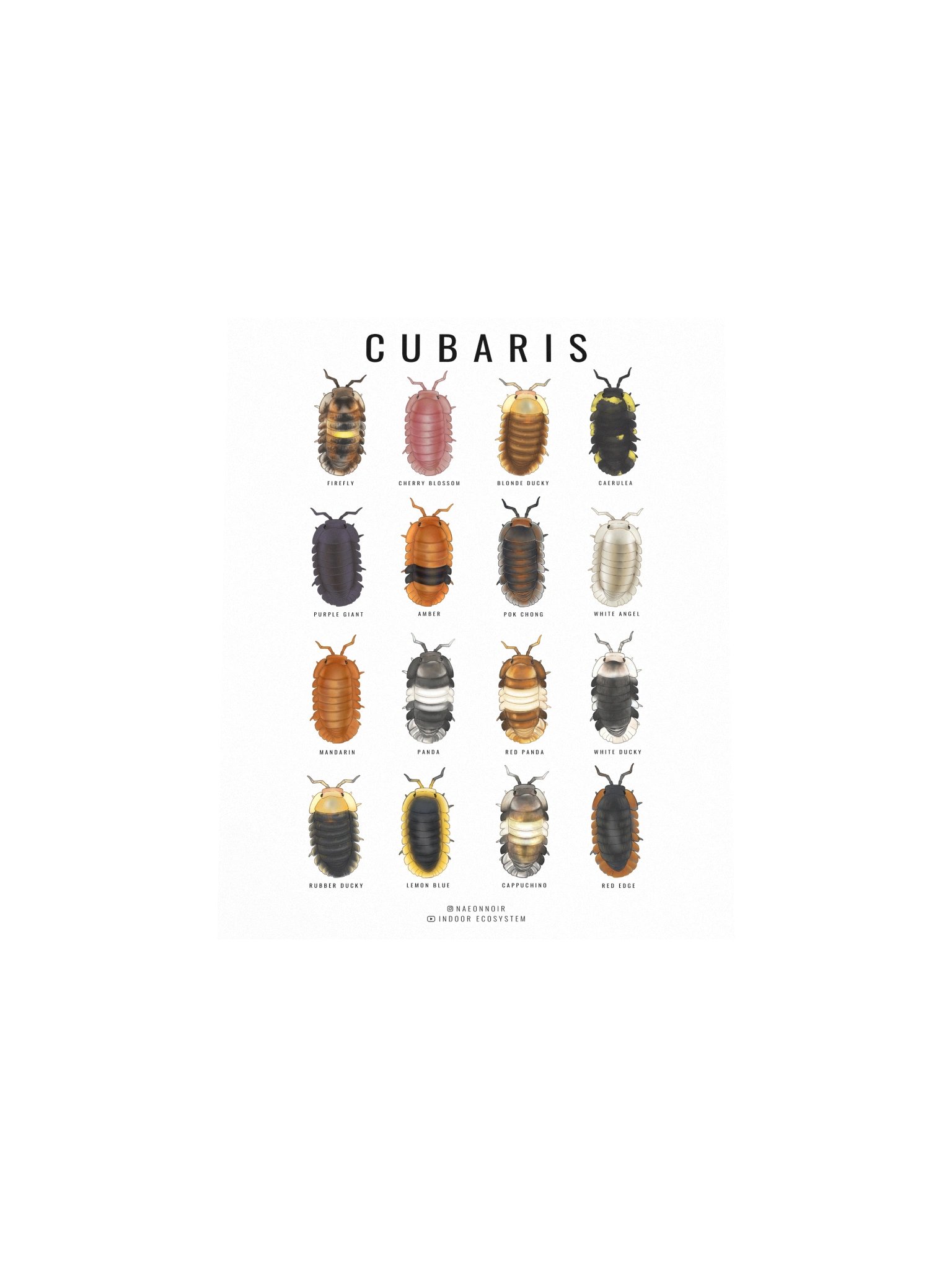 CUBARIS ISOPODS POSTER (WHITE) product image (4)