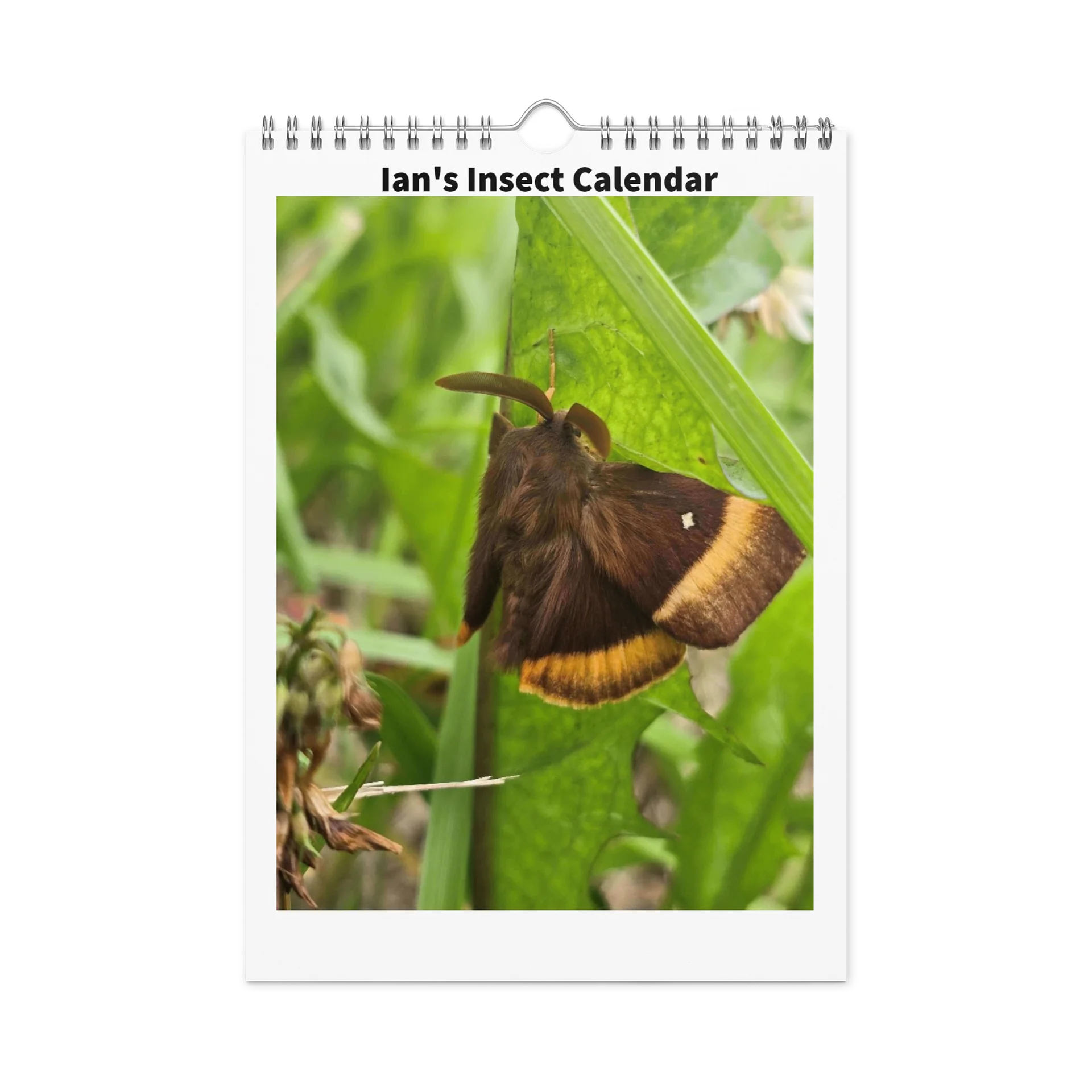 Ian's Insect Calendar product image (3)