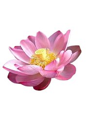 The Pink Lotus