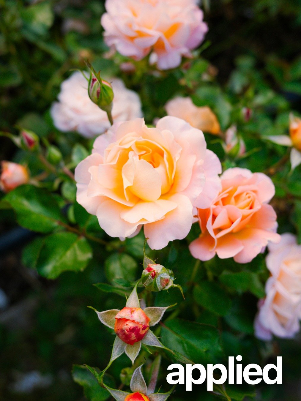 Ricoh GR IV Lightroom Preset | Juicy Film Look product image (3)