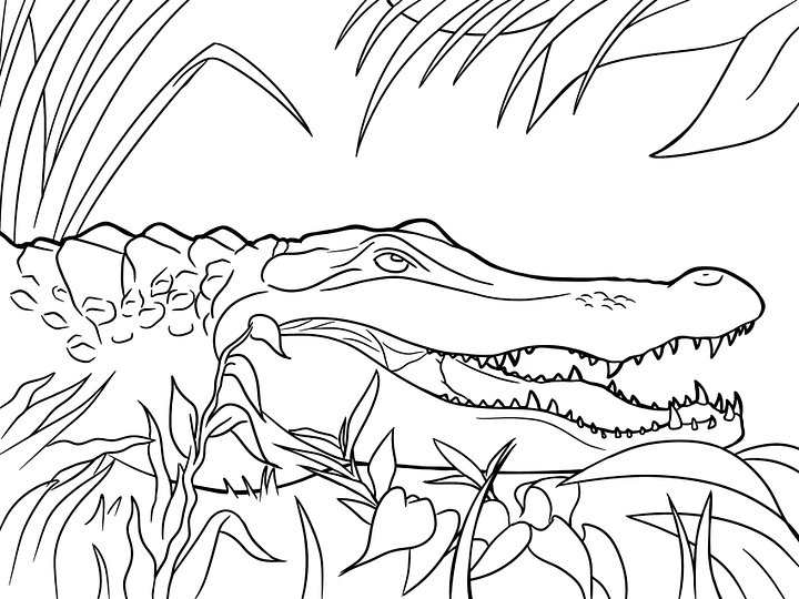 Coloring Page- American Alligator product image (1)