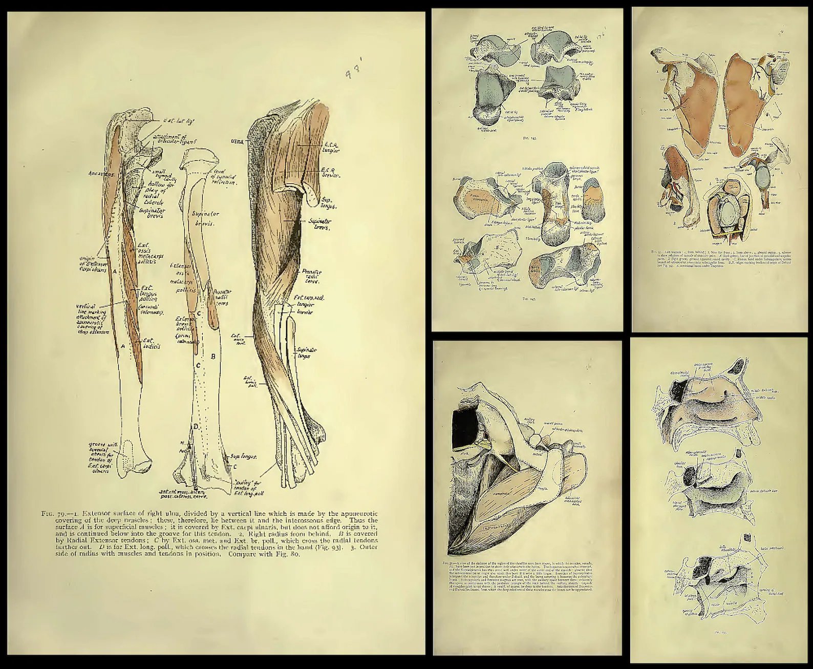 140 Rare Pathology Books product image (4)