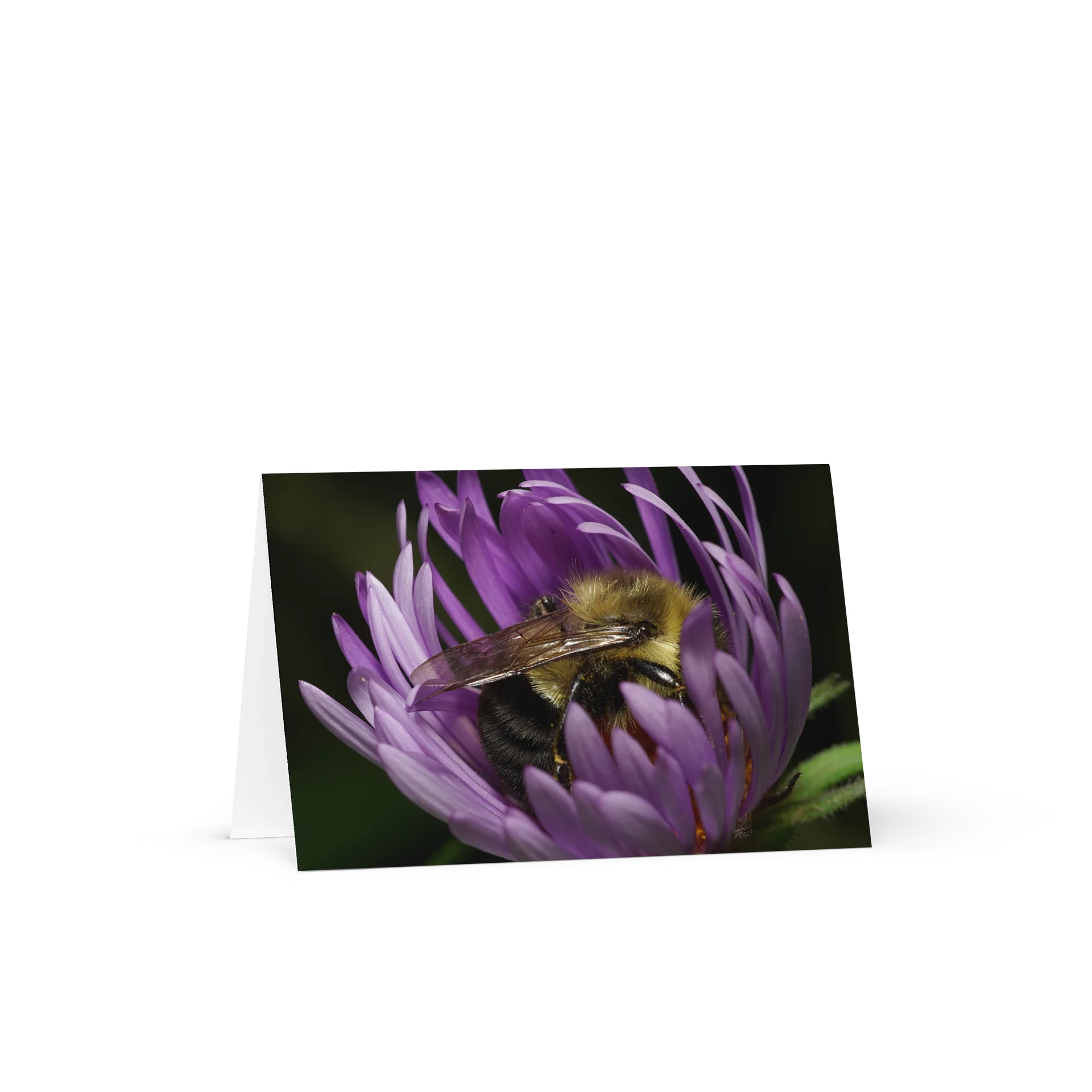 "Flower Power Nap" (Blank Card) product image (1)