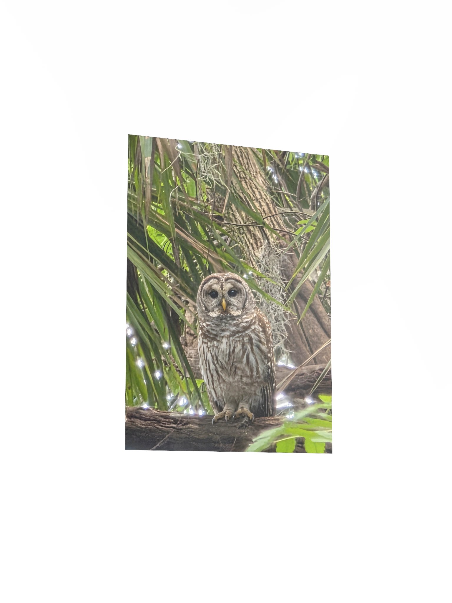 Barred Owl product image (15)
