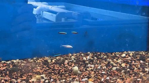 Cardinal tetras are bringing sexy back…… my favorite sissy fish lol… I’ve been working at this fish store for 6 months this i...