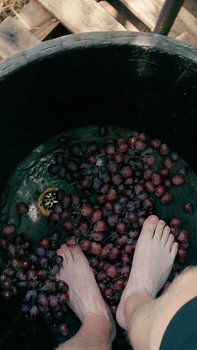 Have you ever been grape stomping? I didn’t expect to be doing in Thailand, that is for sure! But you can at @monsoonvalleyuk...