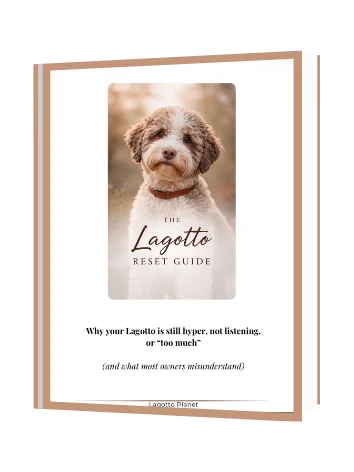 Lagotto Romagnolo Starter product image (1)