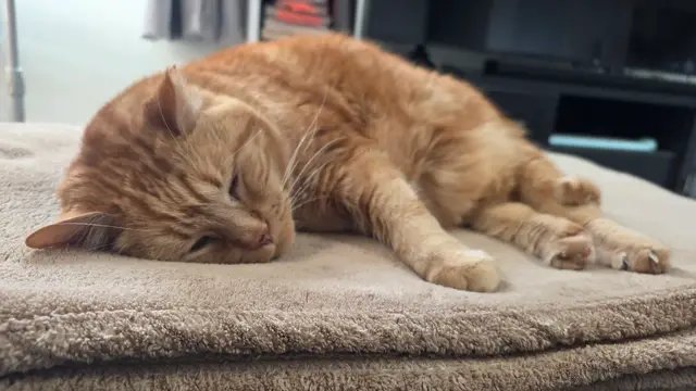 Marshmallow The Magnificent, aka Bone Jungle Feline, is enjoying a hard working day of napping naps with a nap napping nappy nap. 😺 Cat's personality: chill and confident  #BlessedNotStressed #cat #nap #orangecat #inspiration 