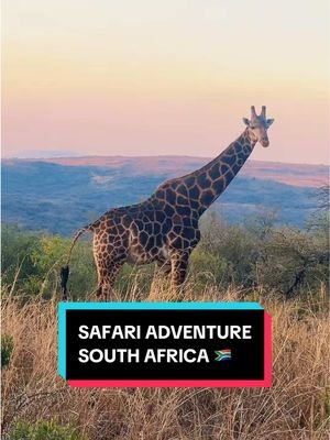 Back from the most incredible safari in South Africa 🐾🦁✨ Days filled with game drives, amazing food, quiet nights under the stars, and animals right outside our room (yep, even a cheetah!). What made it even more special was experiencing it all with my love @🎶 TG_Official 🇿🇦 by my side. Truly one of those trips we’ll never forget. 💛 #fyp #fypシ゚ #safari #africa #lion 