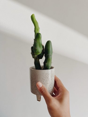 The idea of having a penis cactus was kind of funny and quirky and silly and goofy but I didn’t account for it actually growi...