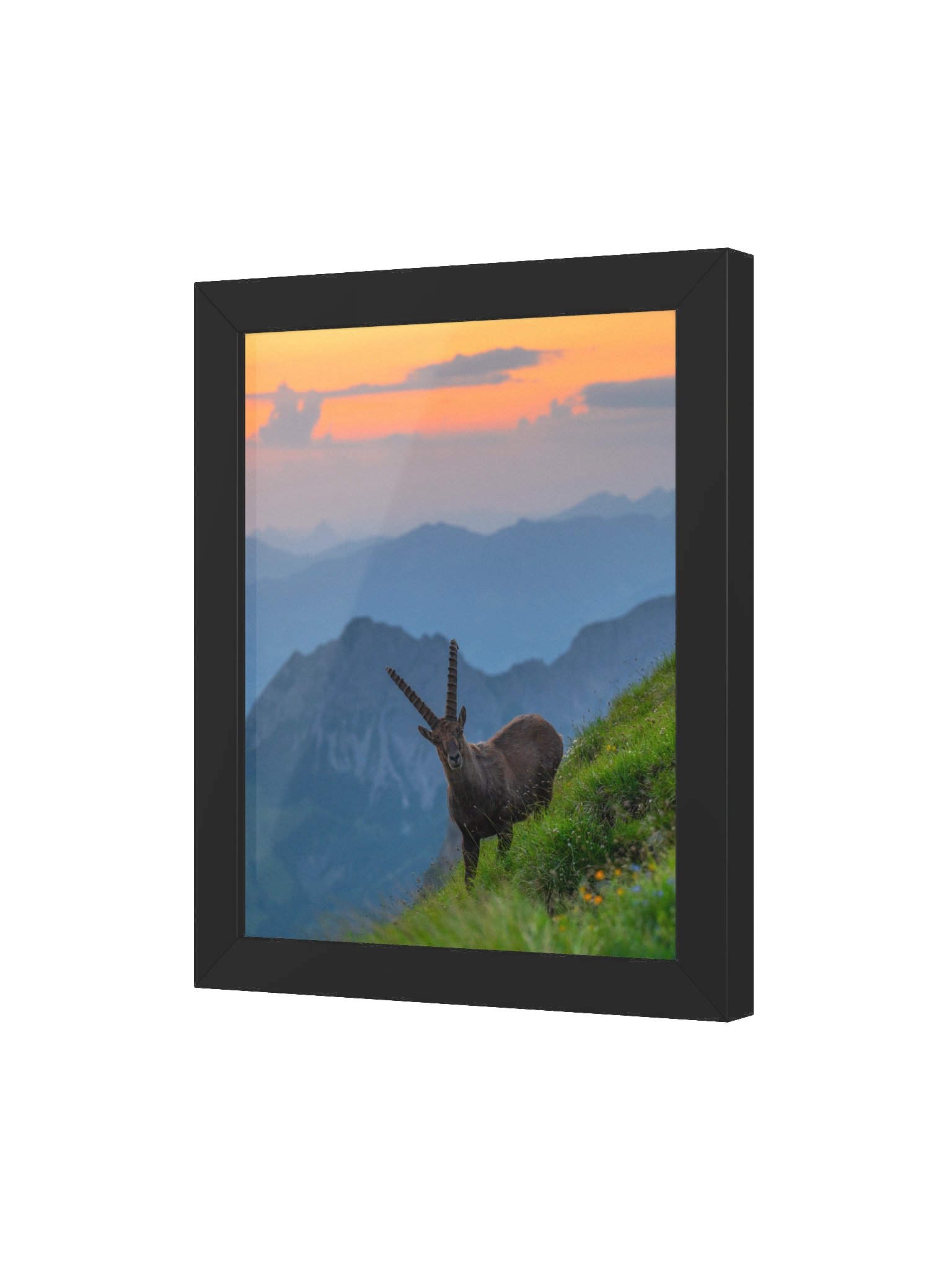 Ibex at the Brienzer Rothorn product image (3)
